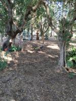 Finca for sale