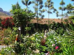 GRAN CANARIA: house & garden at Arteara (South Gran Canaria)