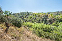 Ecological farm  with an Land  in Guaro