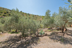 Ecological farm  with an Land  in Guaro