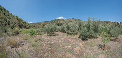 Ecological farm  with an Land  in Guaro