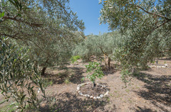 Ecological farm  with an Land  in Guaro