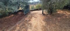 Tiny house with a productive olive grove Extremadura/Spain/59.000€