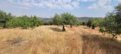 Tiny house with a productive olive grove Extremadura/Spain/59.000€