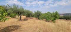 Tiny house with a productive olive grove Extremadura/Spain/59.000€