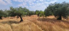 Tiny house with a productive olive grove Extremadura/Spain/59.000€