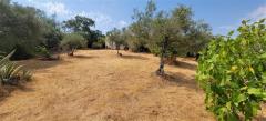 Tiny house with a productive olive grove Extremadura/Spain/59.000€