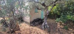 Tiny house with a productive olive grove Extremadura/Spain/59.000€