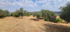 Tiny house with a productive olive grove Extremadura/Spain/59.000€