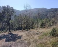 Land in Banyoles