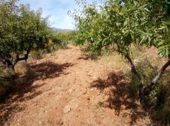 Almond grove estate for sale (Costa Tropical - Granada)