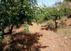 Almond grove estate for sale (Costa Tropical - Granada)