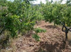 Almond grove estate for sale (Costa Tropical - Granada)