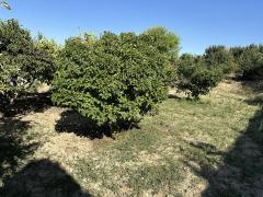 Large urban plot of 953 m² with traditional house to renovate in the centre of Corrales (Zamora)