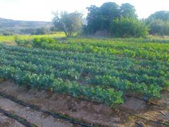 Sale of Spanish Organic Farm